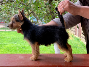 Photo №3. Norwich Terrier. Puppies. Russian Federation