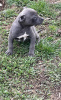 Photo №1. american pit bull terrier - for sale in the city of Москва | negotiated | Announcement № 18283
