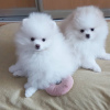 Additional photos: pomeranian