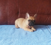 Additional photos: French bulldog puppies