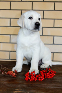 Photo №2 to announcement № 3702 for the sale of labrador retriever - buy in Russian Federation breeder