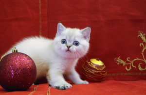Photo №2 to announcement № 4736 for the sale of british shorthair - buy in Russian Federation breeder