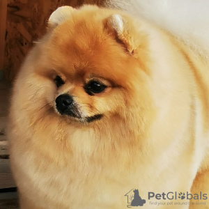 Photo №2 to announcement № 7249 for the sale of pomeranian - buy in Russian Federation from nursery