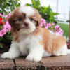 Photo №2 to announcement № 84234 for the sale of havanese dog - buy in Finland private announcement