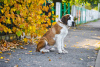 Photo №1. st. bernard - for sale in the city of Minsk | 700$ | Announcement № 7765