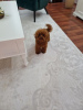 Photo №4. I will sell poodle (toy) in the city of Нови Сад. breeder - price - negotiated