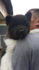 Photo №2 to announcement № 37964 for the sale of american akita - buy in Russian Federation from nursery, breeder