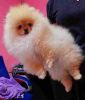 Additional photos: Sale of premium bear-type Pomeranians