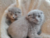 Photo №1. british shorthair - for sale in the city of Антверпен | 211$ | Announcement № 125201