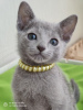 Photo №2 to announcement № 20142 for the sale of russian blue - buy in Russian Federation from nursery