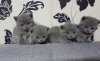 Photo №1. british shorthair - for sale in the city of Дармштадт | negotiated | Announcement № 109466