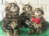 Additional photos: Kurilian Bobtail kittens