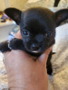 Photo №2 to announcement № 119565 for the sale of chihuahua - buy in Serbia breeder