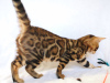 Photo №4. I will sell bengal cat in the city of Minsk. from nursery - price - negotiated