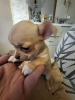 Photo №4. I will sell chihuahua in the city of Zrenjanin. breeder - price - negotiated