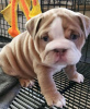 Photo №1. english bulldog - for sale in the city of Port Melbourne | negotiated | Announcement № 26896