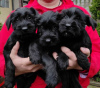 Photo №1. giant schnauzer - for sale in the city of Kruševac | negotiated | Announcement № 105950