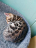 Photo №2 to announcement № 20856 for the sale of bengal cat - buy in Belarus private announcement