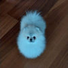 Photo №2 to announcement № 98841 for the sale of pomeranian - buy in France private announcement