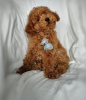 Photo №2 to announcement № 68931 for the sale of poodle (toy) - buy in Germany private announcement