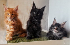 Additional photos: Maine Coon Kittens Kennel