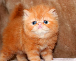 Photo №2 to announcement № 987 for the sale of persian cat - buy in Russian Federation breeder