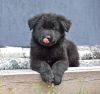 Photo №1. german shepherd - for sale in the city of Лесковка | 300$ | Announcement № 21673