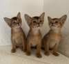 Photo №1. abyssinian cat - for sale in the city of Gomel | 587$ | Announcement № 18489