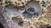 Photo №2 to announcement № 27455 for the sale of scottish fold - buy in Germany 