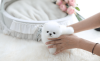Photo №1. pomeranian - for sale in the city of Deming | negotiated | Announcement № 98414