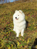 Photo №1. samoyed dog - for sale in the city of Chelyabinsk | 204$ | Announcement № 6153