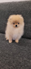 Photo №2 to announcement № 19039 for the sale of pomeranian - buy in Belarus private announcement