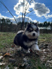 Additional photos: Pomsky by Pomeranian and Husky