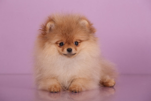 Photo №2 to announcement № 5438 for the sale of pomeranian - buy in Russian Federation from nursery