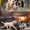 Photo №2 to announcement № 8339 for the sale of bracco italiano - buy in Belarus private announcement