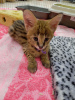 Photo №1. savannah cat - for sale in the city of Gomel | 4000$ | Announcement № 9267