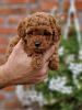 Photo №3. Premium toy poodles. Serbia