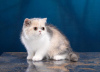 Photo №1. exotic shorthair - for sale in the city of Gyomaendrőd | Is free | Announcement № 99040