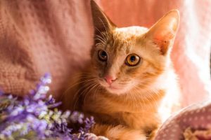 Photo №3. Red kitten. Russian Federation