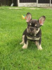 Photo №1. french bulldog - for sale in the city of Сало | negotiated | Announcement № 55317