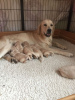 Additional photos: 2 Golden Retriever Puppies for sale