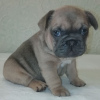 Photo №2 to announcement № 8672 for the sale of french bulldog - buy in Ukraine private announcement