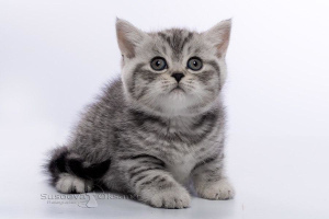Photo №2 to announcement № 4990 for the sale of british shorthair - buy in Belarus from nursery, breeder