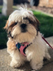Photo №2 to announcement № 9237 for the sale of shih tzu - buy in United States 