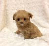 Photo №4. I will sell maltipu in the city of Leipzig. private announcement, breeder - price - 275$