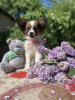 Photo №1. papillon dog - for sale in the city of Munich | 475$ | Announcement № 110525