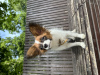 Photo №1. papillon dog - for sale in the city of Warsaw | 1136$ | Announcement № 102768