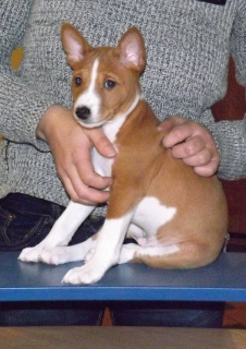 Photo №1. basenji - for sale in the city of Minsk | 450$ | Announcement № 2209