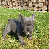 Photo №2 to announcement № 70896 for the sale of french bulldog - buy in Germany private announcement, breeder