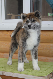 Photo №1. akita - for sale in the city of Moscow | 466$ | Announcement № 1308